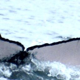 Fluke of PAN-1210