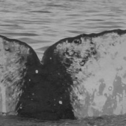 Fluke of HW-MN0442046