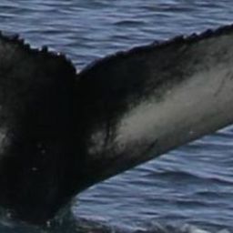 Fluke of Acrobat