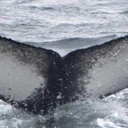 Fluke of HW-MN0101972