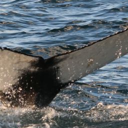 Fluke of Uggy