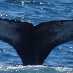 Fluke of HRC-Mn375
