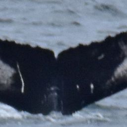 Fluke of Tadpole