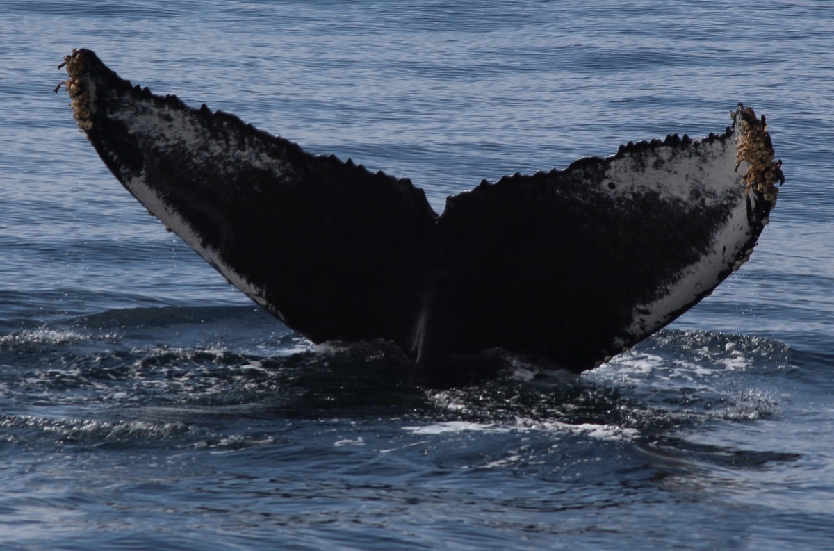Fluke of Croc (California)