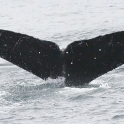 Fluke of CRC-10696