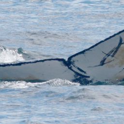 Fluke of CRC-12570