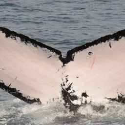 Fluke of PAN-1768