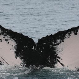 Fluke of PAN-1655