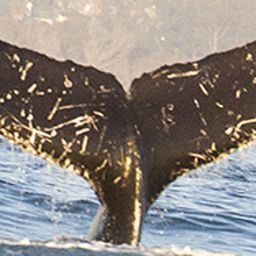 Whale fluke