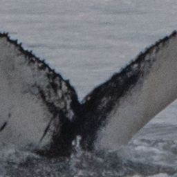 Fluke of Turbine