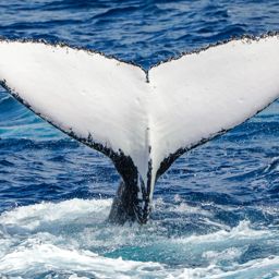 Fluke of HW-MN1101297