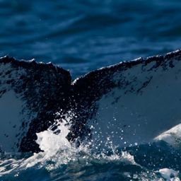 Fluke of HW-MN1101304