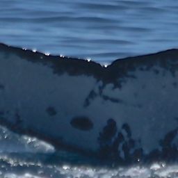 Fluke of UID-2813
