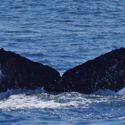 Fluke of CRC-13623
