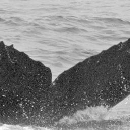 Fluke of CRC-10544