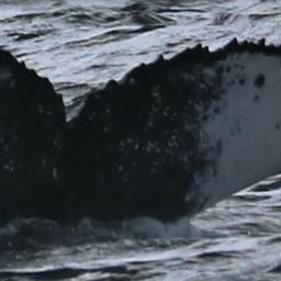 Fluke of HW-MN1101444