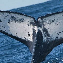 Fluke of HW-MN1101451