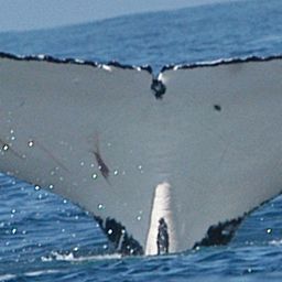 Fluke of HW-MN1101457