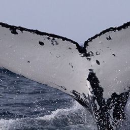 Fluke of HW-MN1101463