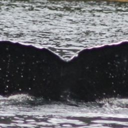 Fluke of HW-MN0401333