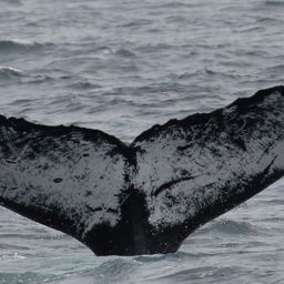 Fluke of CRC-11676