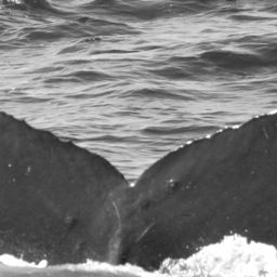 Fluke of SEAK-5150