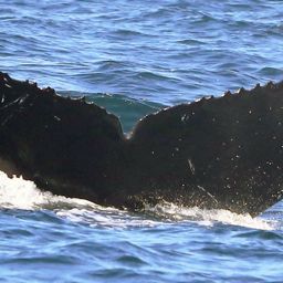 Fluke of CRC-11250