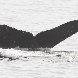 Fluke of CRC-10911