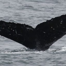 Fluke of Telaraña