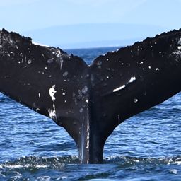 Fluke of Scuba