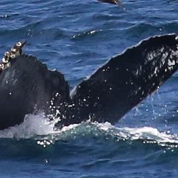 Fluke of CRC-16409