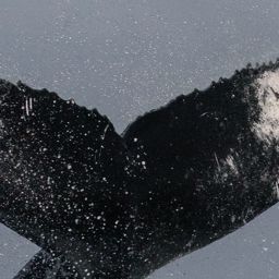 Fluke of HW-MN0102112