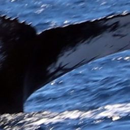 Fluke of HW-MN0102120