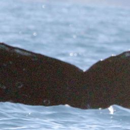 Fluke of CRC-20501