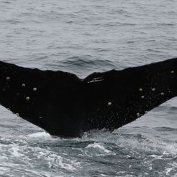 Fluke of CRC-11283