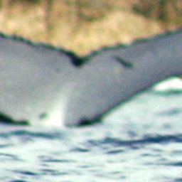 Fluke of NIUE-NI1506
