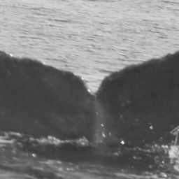 Fluke of CRC-15218