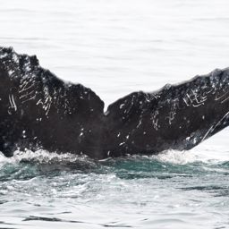 Fluke of CRC-17352