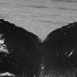 Fluke of SEAK-2741