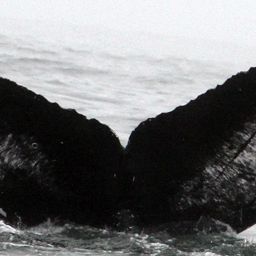 Fluke of CRC-16571