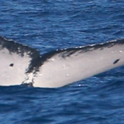 Fluke of SEAK-2011