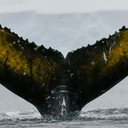Fluke of HW-MN1302906