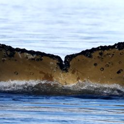 Fluke of BTBEL-Mn20_053A_H