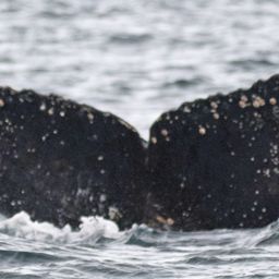 Fluke of BTBEL-Mn20_050F_H