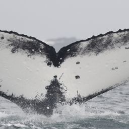 Fluke of BTBEL-Mn20_050D_H