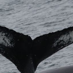 Fluke of CRC-17342