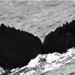Fluke of CRC-21283