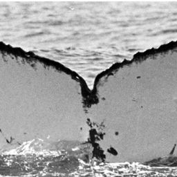 Fluke of CRC-19634