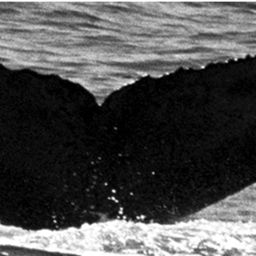 Fluke of TDI-15071