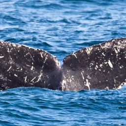 Fluke of CRC-11750